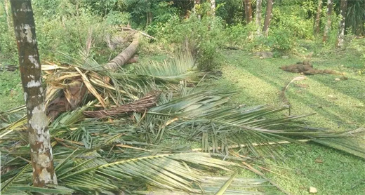 Hebri elephant attack